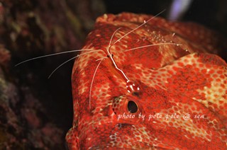 f:id:polepole-at-sea:20171126004523j:plain