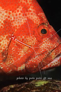 f:id:polepole-at-sea:20171126004702j:plain