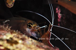 f:id:polepole-at-sea:20171126004751j:plain