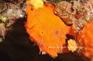 f:id:polepole-at-sea:20171126004842j:plain