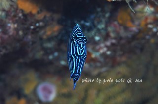 f:id:polepole-at-sea:20180104224422j:plain