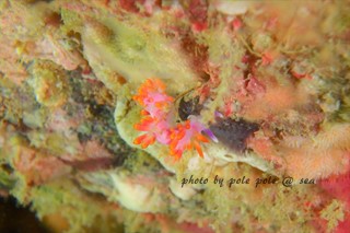 f:id:polepole-at-sea:20180201093838j:plain