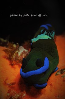 f:id:polepole-at-sea:20180219195136j:plain