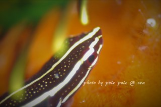 f:id:polepole-at-sea:20180219195225j:plain