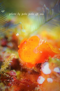 f:id:polepole-at-sea:20180219195438j:plain