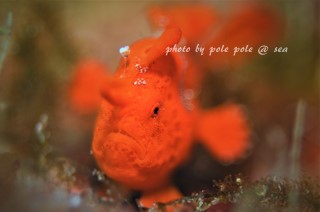 f:id:polepole-at-sea:20180219195705j:plain