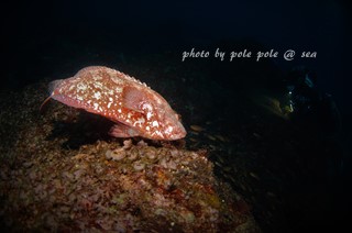 f:id:polepole-at-sea:20180226093738j:plain