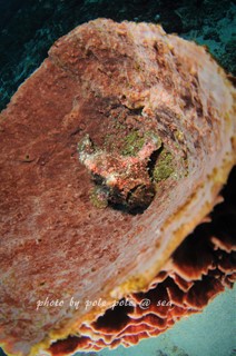 f:id:polepole-at-sea:20180226093809j:plain