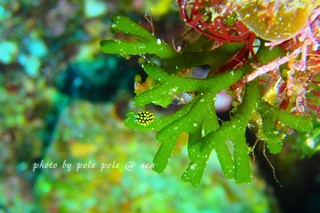 f:id:polepole-at-sea:20180226093841j:plain