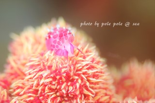 f:id:polepole-at-sea:20180421000912j:plain