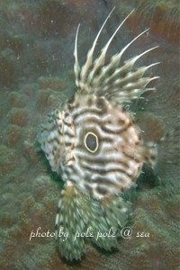 f:id:polepole-at-sea:20180514203827j:plain