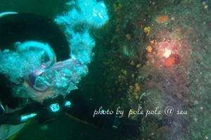 f:id:polepole-at-sea:20180514204058j:plain