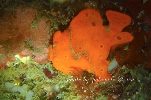 f:id:polepole-at-sea:20180514204214j:plain