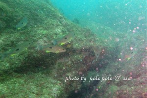 f:id:polepole-at-sea:20180514204226j:plain