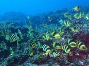 f:id:polepole-at-sea:20180806010125j:plain