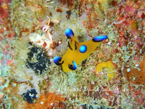 f:id:polepole-at-sea:20180922232332j:plain