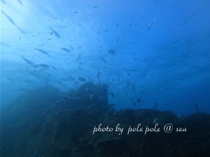 f:id:polepole-at-sea:20180922232601j:plain