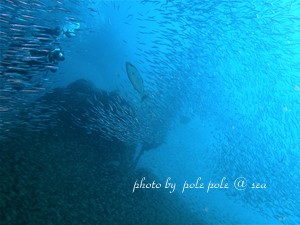 f:id:polepole-at-sea:20180924230635j:plain