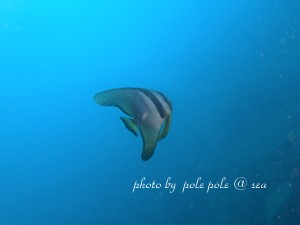 f:id:polepole-at-sea:20180924230736j:plain