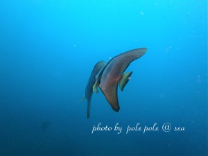 f:id:polepole-at-sea:20180924230756j:plain