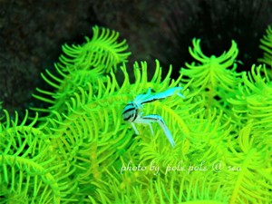 f:id:polepole-at-sea:20180924230852j:plain