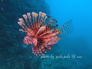 f:id:polepole-at-sea:20180926221551j:plain