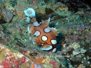 f:id:polepole-at-sea:20181015232207j:plain