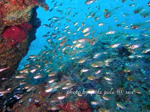 f:id:polepole-at-sea:20181015232327j:plain