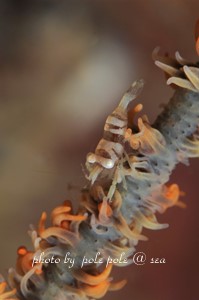 f:id:polepole-at-sea:20181105192449j:plain