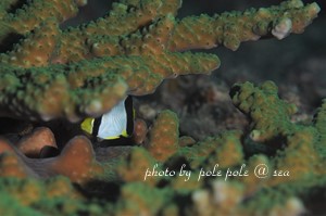 f:id:polepole-at-sea:20181105193443j:plain