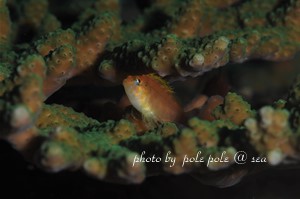 f:id:polepole-at-sea:20181105193539j:plain