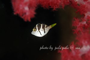 f:id:polepole-at-sea:20181105194321j:plain