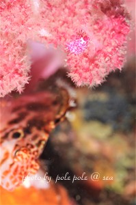 f:id:polepole-at-sea:20181118005408j:plain