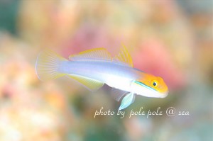 f:id:polepole-at-sea:20181118010512j:plain
