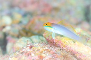 f:id:polepole-at-sea:20181118010655j:plain