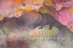 f:id:polepole-at-sea:20181118011103j:plain
