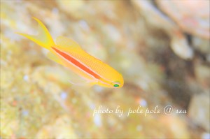 f:id:polepole-at-sea:20181130221503j:plain