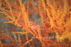 f:id:polepole-at-sea:20181130223944j:plain