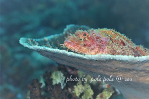 f:id:polepole-at-sea:20181130224552j:plain