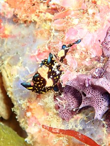 f:id:polepole-at-sea:20181208224500j:plain