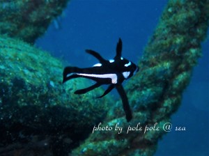 f:id:polepole-at-sea:20181208224607j:plain