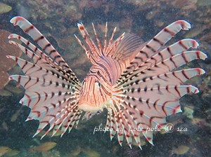 f:id:polepole-at-sea:20181208225003j:plain