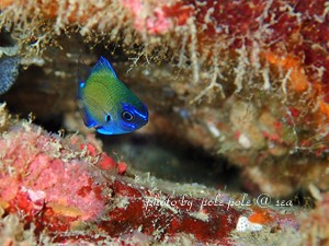 f:id:polepole-at-sea:20190106085054j:plain