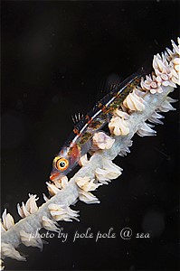 f:id:polepole-at-sea:20190201220635j:plain