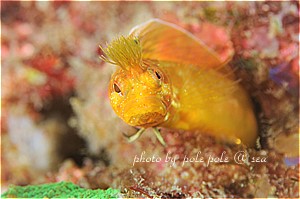 f:id:polepole-at-sea:20190201220926j:plain