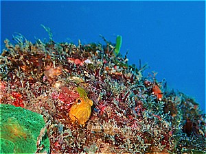 f:id:polepole-at-sea:20190201221037j:plain