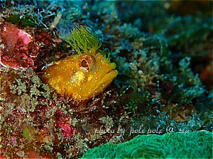 f:id:polepole-at-sea:20190201221254j:plain