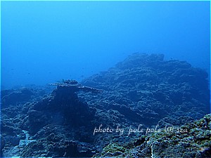 f:id:polepole-at-sea:20190218102904j:plain