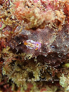 f:id:polepole-at-sea:20190218103521j:plain