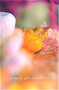 f:id:polepole-at-sea:20190301232602j:plain f:id:polepole-at-sea:20190301232602j:plain